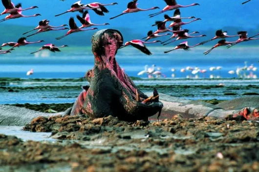 Lake Nakuru National Park Kenya wildlife safaris and bird watching tours with Adeli Kenya Safaris 3
