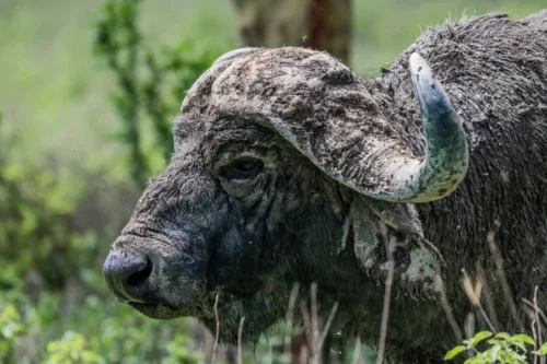 Lake Nakuru National Park Kenya wildlife safaris and bird watching tours with Adeli Kenya Safaris 4
