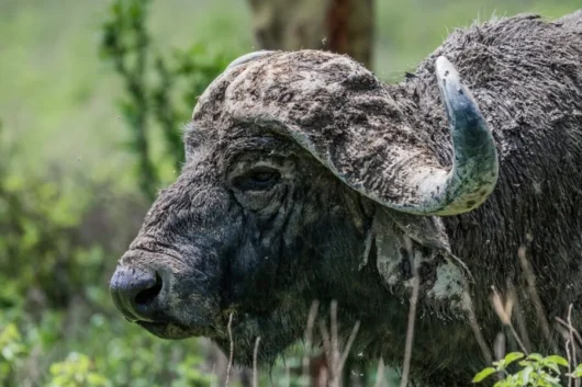 Lake Nakuru National Park Kenya wildlife safaris and bird watching tours with Adeli Kenya Safaris 4