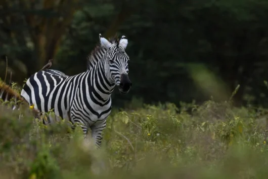 Lake Nakuru National Park Kenya wildlife safaris and bird watching tours with Adeli Kenya Safaris 7