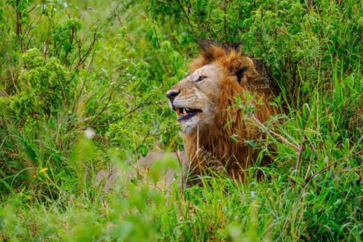 Lion at Masai Mara National Reserve in Kenya. Book Africa safari tour packages with Adeli Kenya Safaris. Kenya safaris, Tanzania tours, Zanzibar holidays, gorilla trekking & Nairobi excursions.