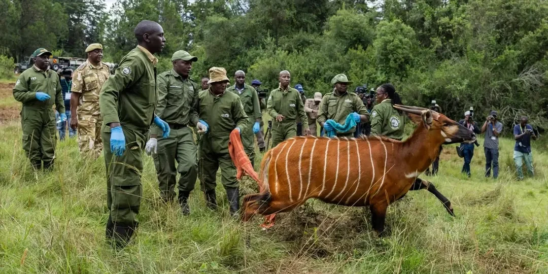 Mount Kenya Wildlife Conservancy Park fees and things to do