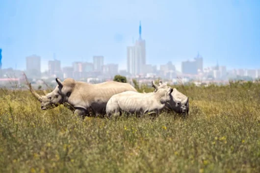 Nairobi National Park City tour trips with Adeli Kenya Safaris 3