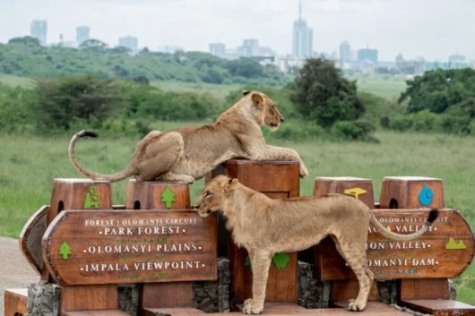 Nairobi Day Excursions | Best Things to Do in Nairobi, Kenya