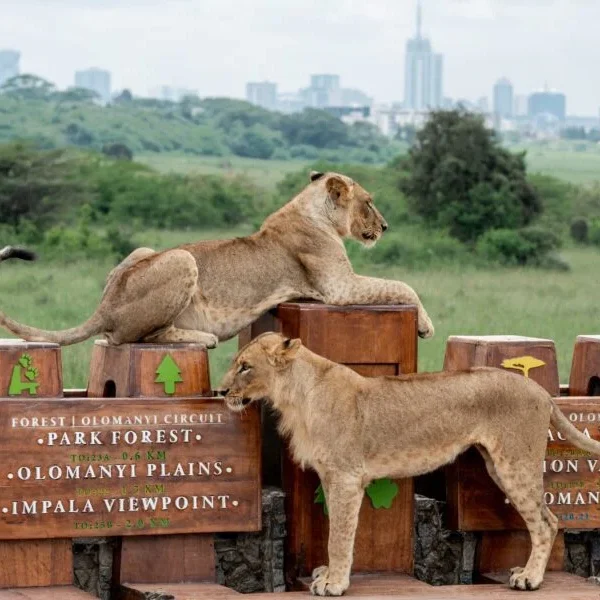 Nairobi National Park City tour trips. Book Africa safari tour packages with Adeli Kenya Safaris. Kenya safaris, Tanzania tours, Zanzibar holidays, gorilla trekking & Nairobi excursions.