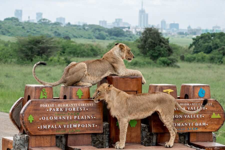 Nairobi National Park City tour trips with Adeli Kenya Safaris 4
