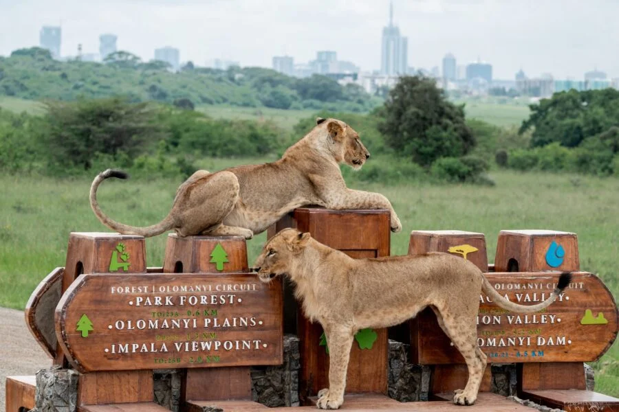Nairobi National Park City tour trips with Adeli Kenya Safaris 4
