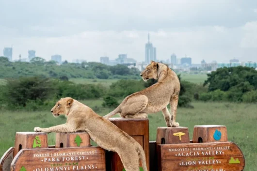 Nairobi National Park City tour trips with Adeli Kenya Safaris 5