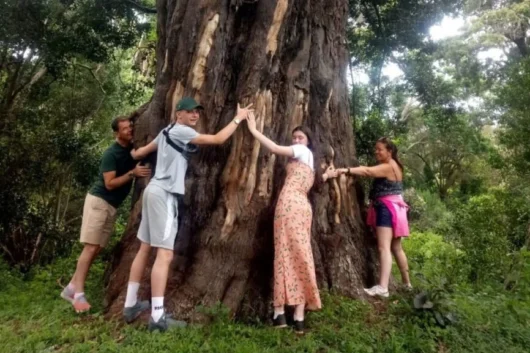 Ngare Ndare Hiking, Birdwatching, Swimming & Canopy Walk Full-Day Tour from Nairobi 2 Ngare Ndare Forest Hiking and Canopy Walk Full Day Tour from Nairobi with Adeli Kenya Safaris 10