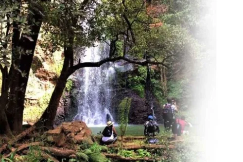 Ngare Ndare Forest Hiking and Canopy Walk Full Day Tour from Nairobi with Adeli Kenya Safaris 11