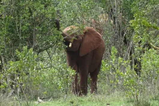 Ngare Ndare Hiking, Birdwatching, Swimming & Canopy Walk Full-Day Tour from Nairobi 10 Ngare Ndare Forest Hiking and Canopy Walk Full Day Tour from Nairobi with Adeli Kenya Safaris 13