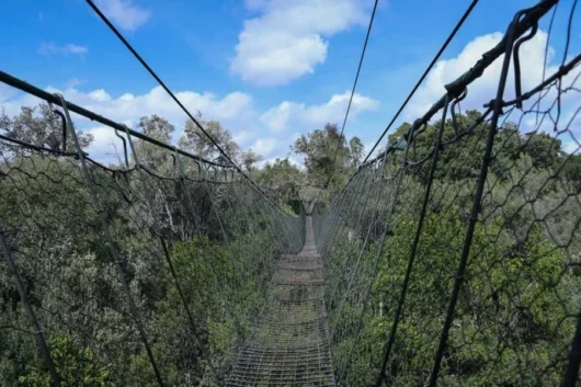 Ngare Ndare Hiking, Birdwatching, Swimming & Canopy Walk Full-Day Tour from Nairobi 4 Ngare Ndare Forest Hiking and Canopy Walk Full Day Tour from Nairobi with Adeli Kenya Safaris 2