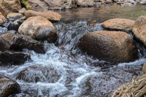 Ngare Ndare Forest Hiking and Canopy Walk Full Day Tour from Nairobi with Adeli Kenya Safaris 5