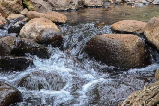 Ngare Ndare Hiking, Birdwatching, Swimming & Canopy Walk Full-Day Tour from Nairobi 11 Ngare Ndare Forest Hiking and Canopy Walk Full Day Tour from Nairobi with Adeli Kenya Safaris 5