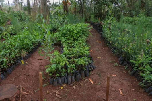 Ngare Ndare Hiking, Birdwatching, Swimming & Canopy Walk Full-Day Tour from Nairobi 9 Ngare Ndare Forest Hiking and Canopy Walk Full Day Tour from Nairobi with Adeli Kenya Safaris 6