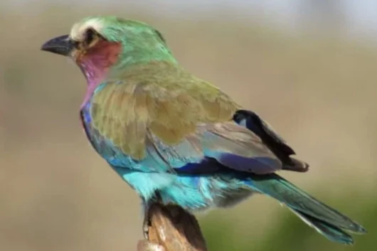 Ngare Ndare Hiking, Birdwatching, Swimming & Canopy Walk Full-Day Tour from Nairobi 8 Ngare Ndare Forest Hiking and Canopy Walk Full Day Tour from Nairobi with Adeli Kenya Safaris 8