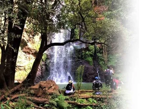 Ngare Ndare Hiking, Birdwatching, Swimming & Canopy Walk Full-Day Tour from Nairobi 7 Ngare Ndare Forest Hiking and Canopy Walk Full Day Tour from Nairobi with Adeli Kenya Safaris 9