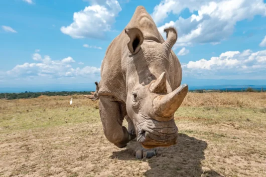 Ol Pejeta Conservancy rhino Big 5 and Big cats Kenya wildlife safari tour with Adeli Kenya Safaris 1 1 scaled