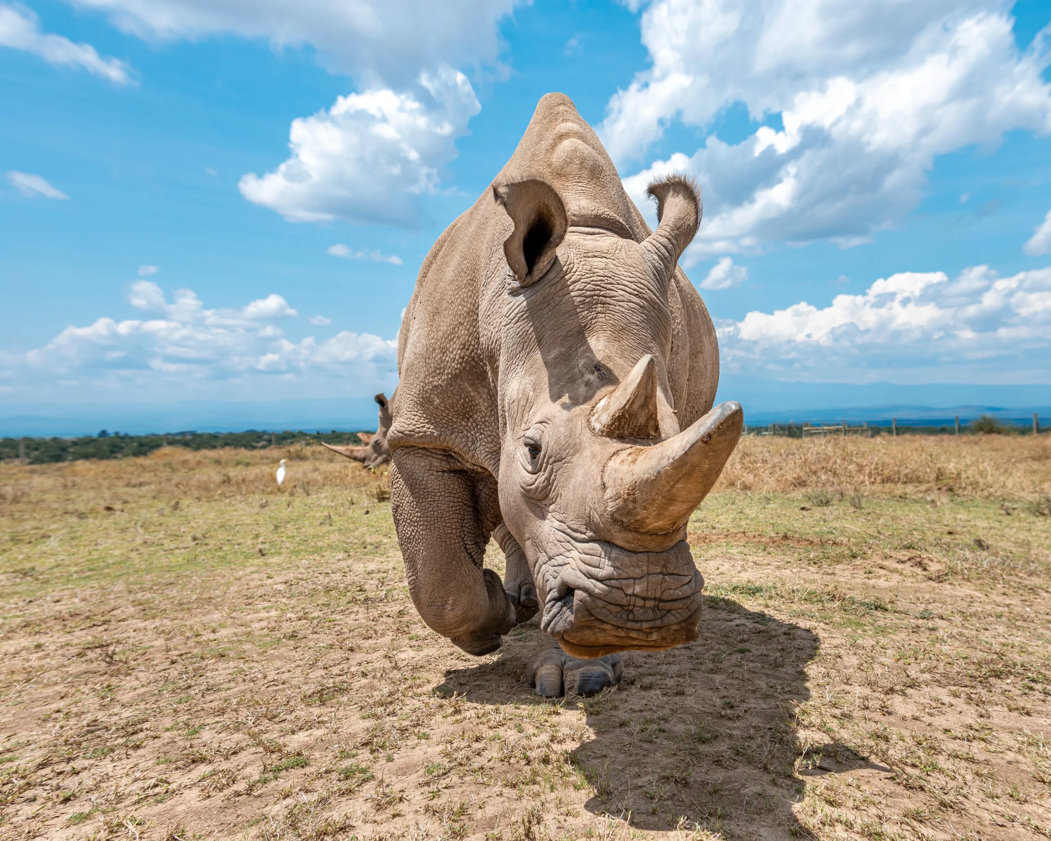 Ol Pejeta Conservancy rhino, Big 5 and Big cats Kenya wildlife safari tour with Adeli Kenya Safaris