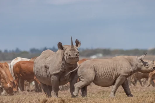 Ol Pejeta Conservancy rhino Big 5 and Big cats Kenya wildlife safari tour with Adeli Kenya Safaris 1 scaled