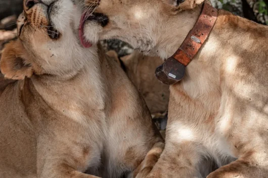 Ol Pejeta Conservancy rhino Big 5 and Big cats Kenya wildlife safari tour with Adeli Kenya Safaris 2 1 scaled