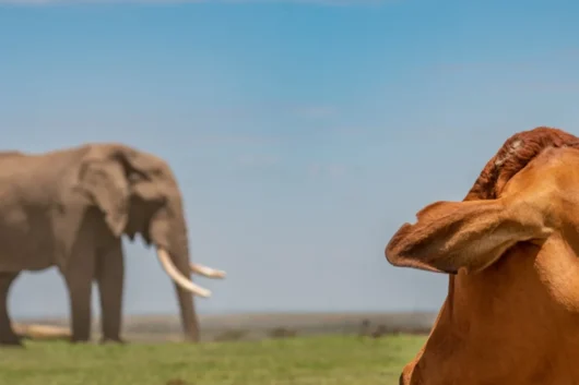 Ol Pejeta Conservancy rhino Big 5 and Big cats Kenya wildlife safari tour with Adeli Kenya Safaris 2 scaled