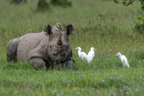 Ol Pejeta Conservancy rhino Big 5 and Big cats Kenya wildlife safari tour with Adeli Kenya Safaris 5 scaled