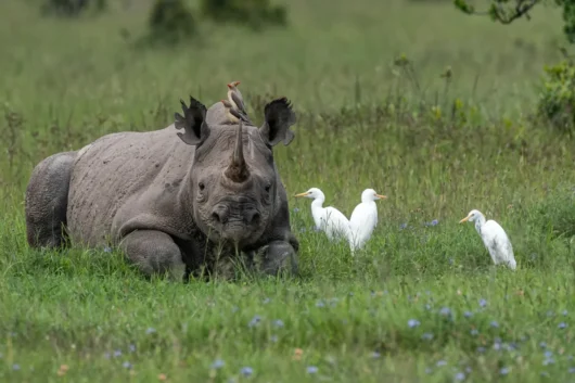 Ol Pejeta Conservancy rhino Big 5 and Big cats Kenya wildlife safari tour with Adeli Kenya Safaris 5 scaled