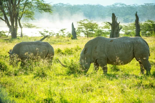 Rhinos at Lake Nakuru National Park Kenya safari tour packages with Adeli Kenya Safaris scaled scaled
