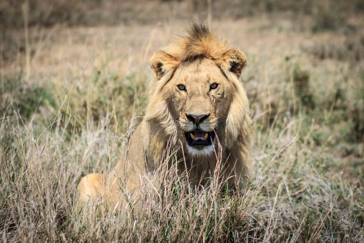 Serengeti National Park Lions and big cats Adeli Kenya Safaris scaled