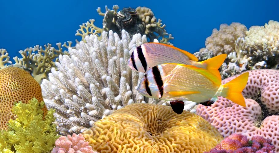 The Red Sea Reef – one of Seven Natural Wonders of Africa and the world - explore with Adeli Kenya Safaris