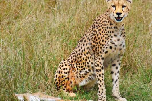Cheetah at Masai Mara National Reserve Kenya - Book Africa safari tour packages with Adeli Kenya Safaris. Kenya safaris, Tanzania tours, Zanzibar holidays, gorilla trekking & Nairobi excursions