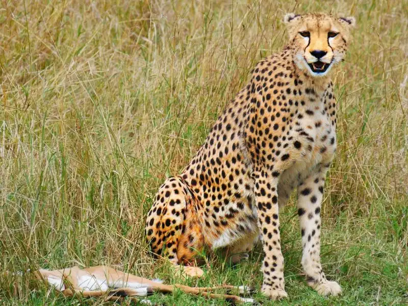 4 Days Masai Mara Kenya medium luxury road safari from Nairobi 23 Cheetah at Masai Mara National Reserve Kenya - Book Africa safari tour packages with Adeli Kenya Safaris. Kenya safaris, Tanzania tours, Zanzibar holidays, gorilla trekking & Nairobi excursions
