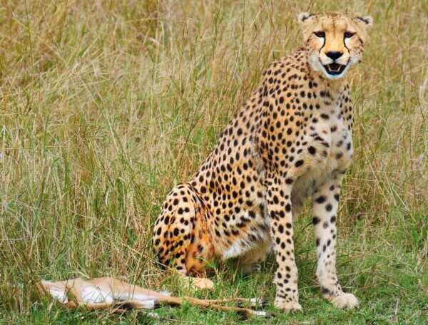Cheetah at Masai Mara National Reserve Kenya - Book Africa safari tour packages with Adeli Kenya Safaris. Kenya safaris, Tanzania tours, Zanzibar holidays, gorilla trekking & Nairobi excursions
