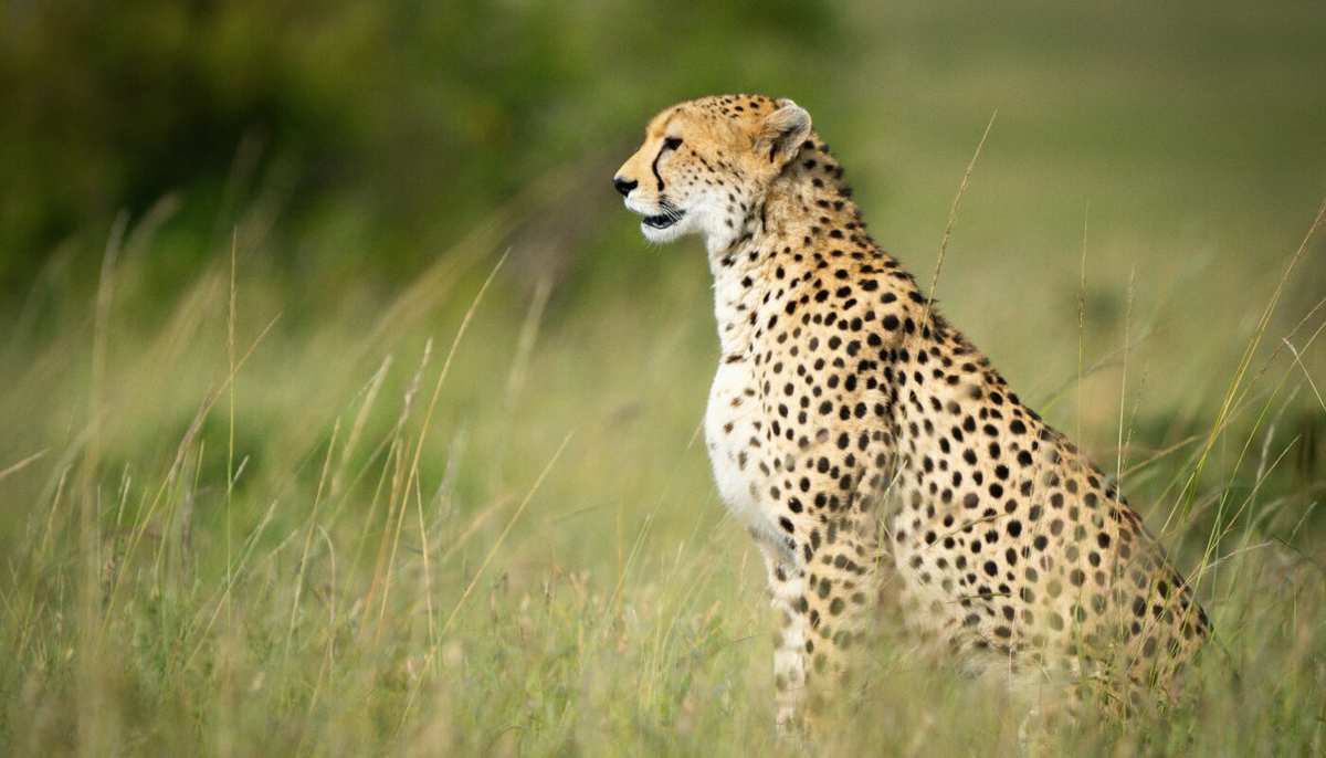 Cheetah at Masai Mara National Reserve in Kenya - Book the best Africa safari in Kenya with Adeli Kenya Safaris