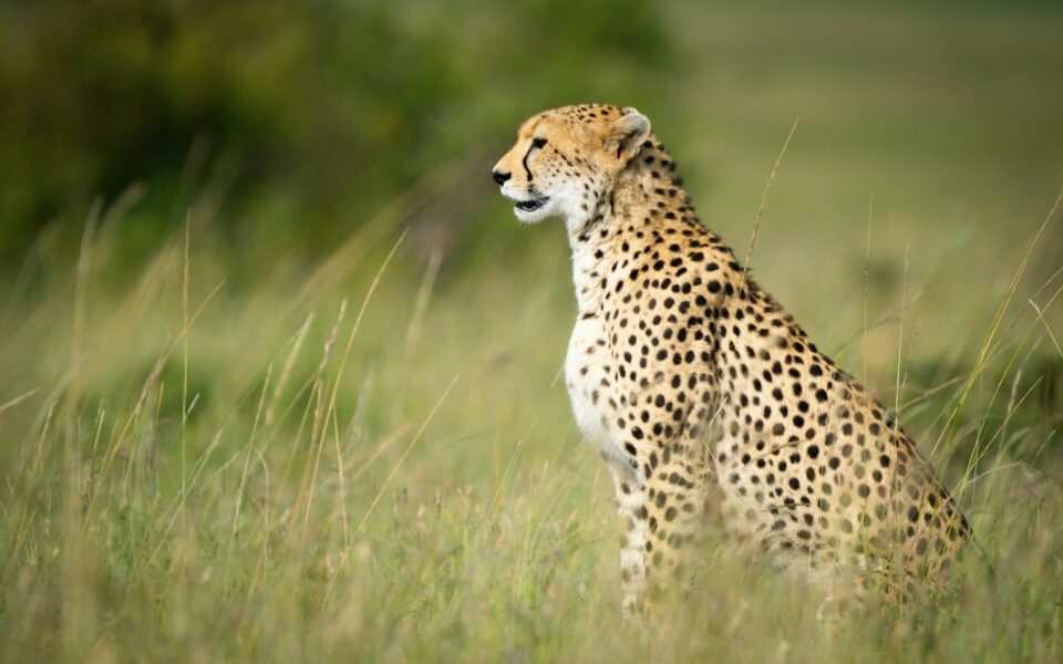 Africa safari FAQs with expert answers by Adeli Kenya Safaris 2 Cheetah at Masai Mara National Reserve in Kenya - Book the best Africa safari in Kenya with Adeli Kenya Safaris