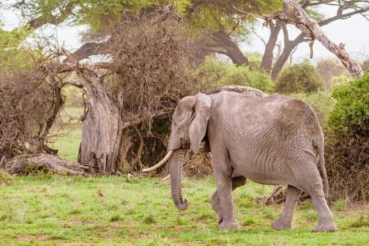 Elephant at Amboseli National Park Kenya. Book Africa safari tour packages with Adeli Kenya Safaris. Kenya safaris, Tanzania tours, Zanzibar holidays, gorilla trekking & Nairobi excursions.