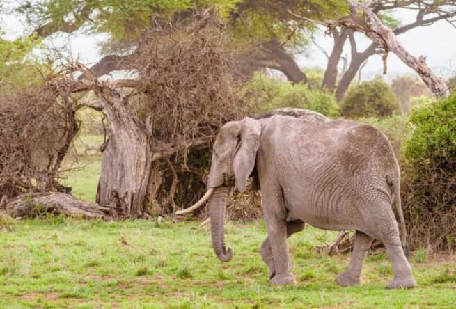 Elephant at Amboseli National Park Kenya. Book Africa safari tour packages with Adeli Kenya Safaris. Kenya safaris, Tanzania tours, Zanzibar holidays, gorilla trekking & Nairobi excursions.