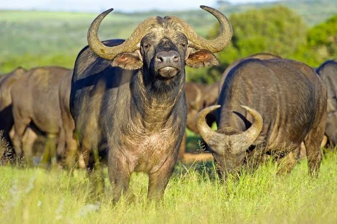 Lemek Conservancy, Masai Mara