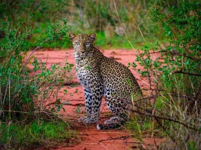 Leopard at Tsavo West National Park Kenya. Book Africa safari tour packages with Adeli Kenya Safaris. Kenya safaris, Tanzania tours, Zanzibar holidays, gorilla trekking & Nairobi excursions. Read our Africa travel quotes for inspiration