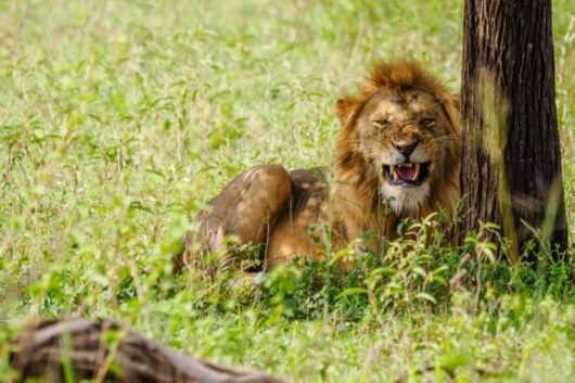 Tanzania safari tour packages