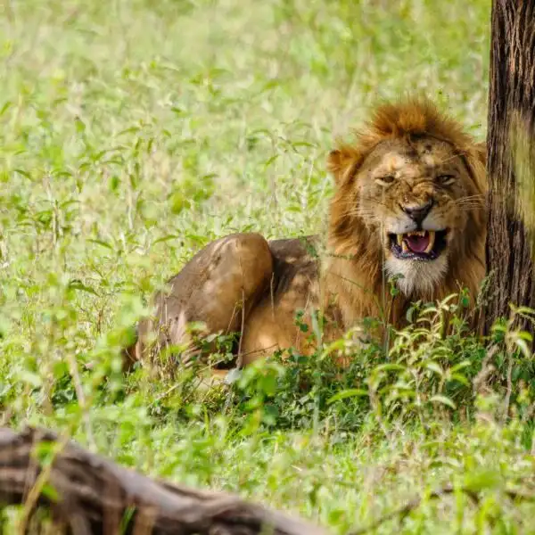 Lion at Serengeti National Park Tanzania by Adeli Kenya Safaris