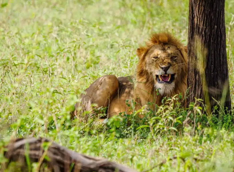 Lion at Serengeti National Park Tanzania by Adeli Kenya Safaris