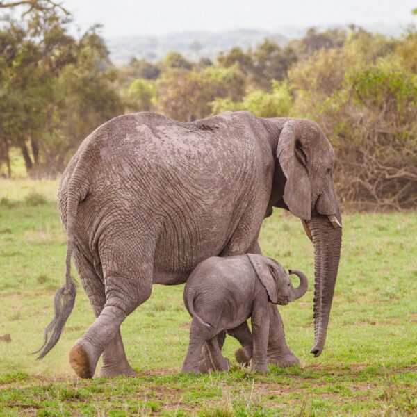 Mother elephant and calf at Amboseli National Park Kenya. Book Africa safari tour packages with Adeli Kenya Safaris. Kenya safaris, Tanzania tours, Zanzibar holidays, gorilla trekking & Nairobi excursions.