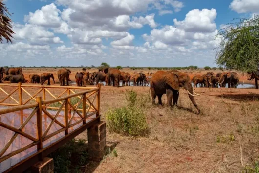 Ngutuni Wildlife Conservancy Ngutuni Safari Lodge explore with Adeli Kenya Safaris