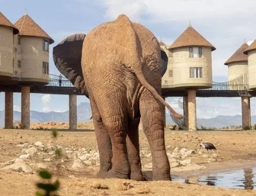 Kenya Safari Cost in 2026: Complete Price Guide