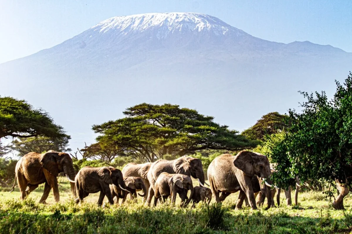 Tawi Kilitome Conservancy Amboseli National Park Tawi Lodge explore with Adeli Kenya Safaris