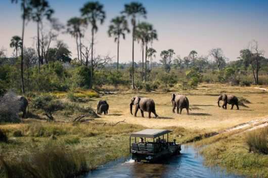 Africa Primate Safaris & gorilla tracking safaris with Adeli Kenya Safaris 25 Things to do in Botswana: Africa safari Holiday tour packages from Nairobi Kenya