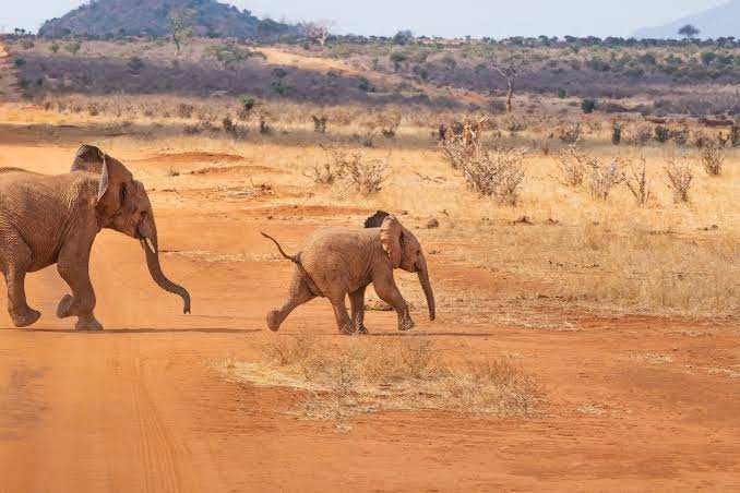 Explore Galana Wildlife Conservancy with Adeli Kenya Safaris