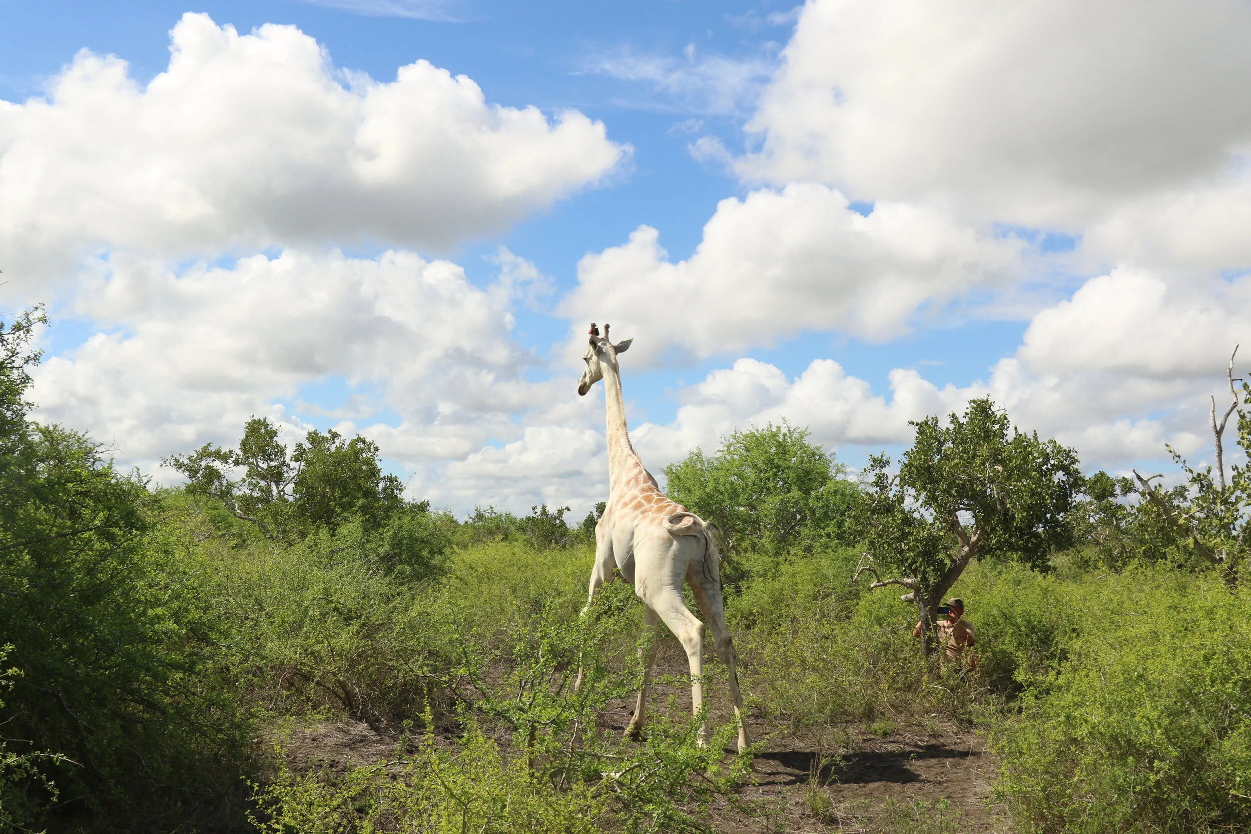 Explore Ishaqbini Hirola Community Conservancy Garissa Kenya with Adeli Kenya Safaris